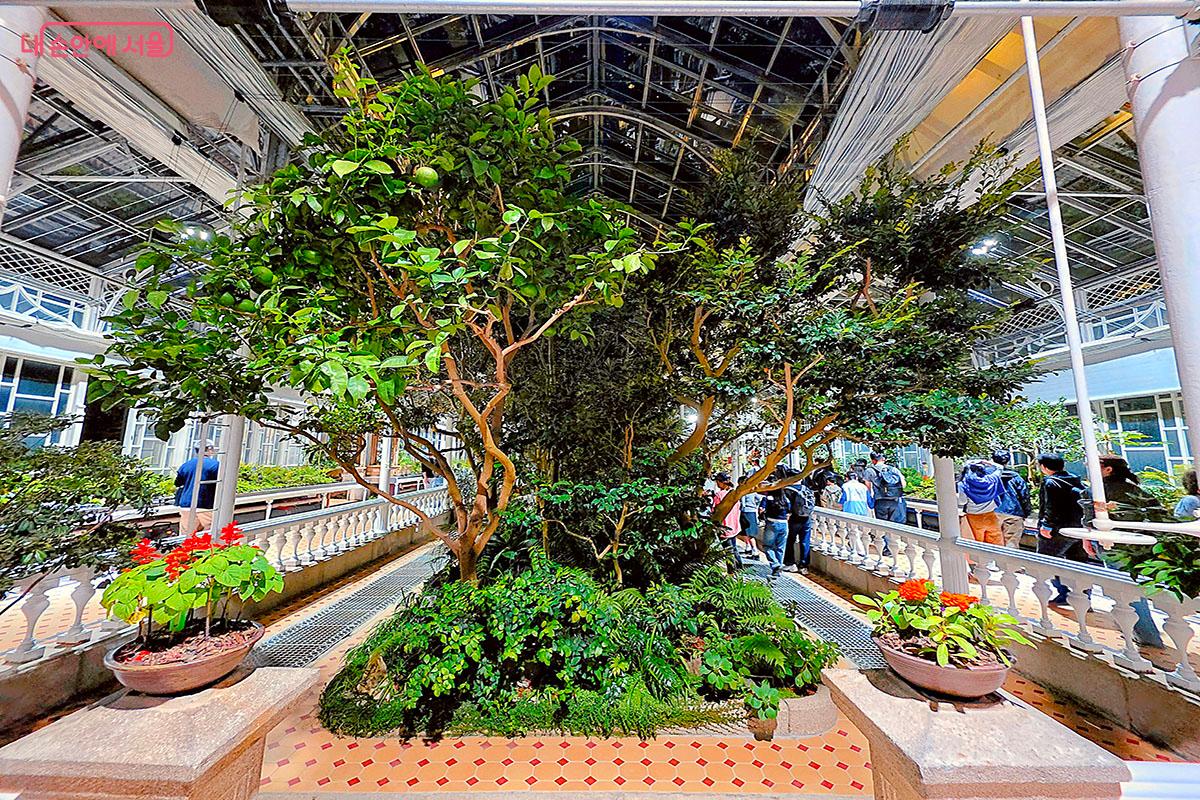 Plants and a passage inside the greenhouse
